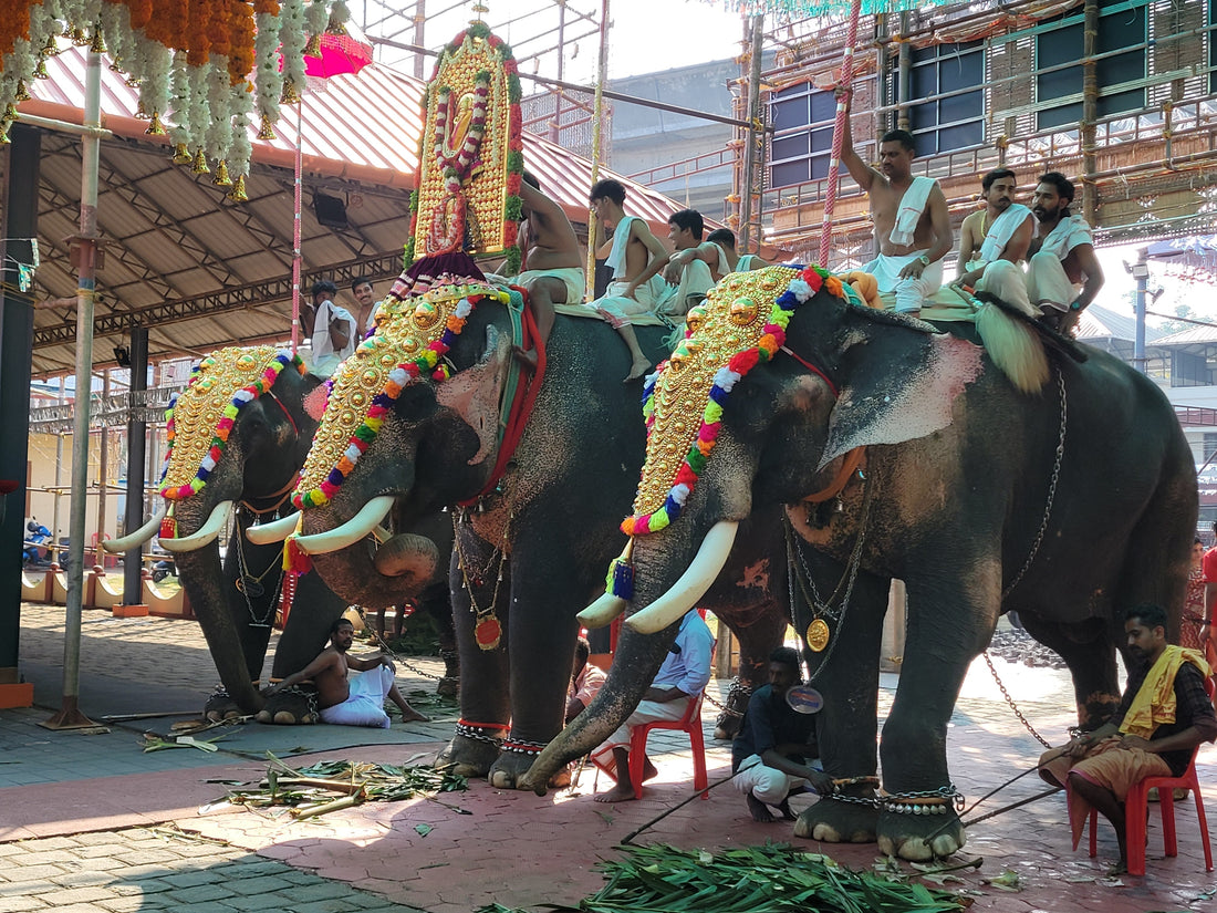 Exploring Kerala (India): A Journey Through Backwaters, Forests, and Culture