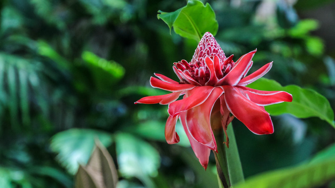Costa Rica in 10 Days: Volcanoes, Cloud Forests, and Coastal Escapes
